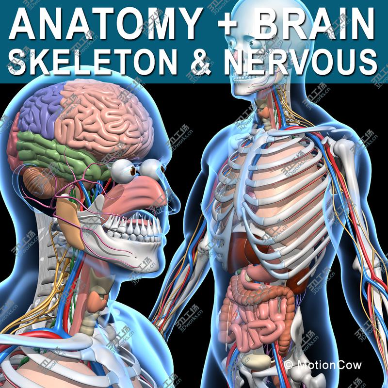 images/goods_img/20210113/Skeleton, Anatomy & Nervous System/1.jpg